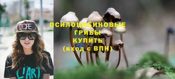 шишки Ельня